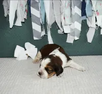 AZ Penny (white), a female English Springer Spaniel for sale in Show Low, AZ – 2 of 9