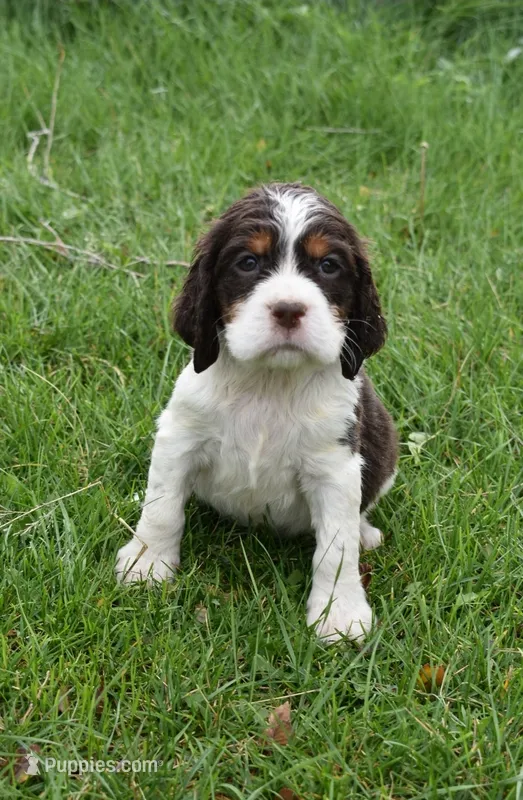 AZ Abigail (olive green) – English Springer Spaniel puppy for sale in Show Low, AZ