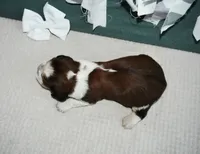 AZ Penny (white), a female English Springer Spaniel for sale in Show Low, AZ – 4 of 9