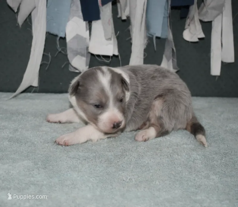 AZ-Dusty (LILAC Merle) – Border Collie puppy for sale in Show Low, AZ