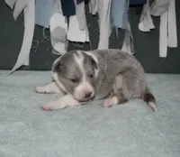 AZ-Dusty (LILAC Merle), a male Border Collie for sale in Show Low, AZ – 1 of 10