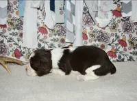 AZ Abigail (olive green), a female English Springer Spaniel for sale in Show Low, AZ – 3 of 9