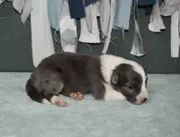 AZ-Rivers, a male Border Collie for sale in Show Low, AZ – 2 of 10