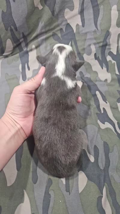 AZ-Zena (tweed/blue merle), a female Border Collie for sale in Show Low, AZ – 2 of 6