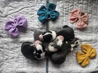 AZ-FEMALES, a female Border Collie for sale in Show Low, AZ – 1 of 6