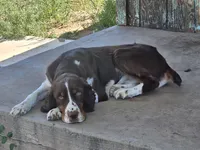 Gage-red tipped sable, a male English Springer Spaniel for sale in Show Low, AZ – 7 of 10