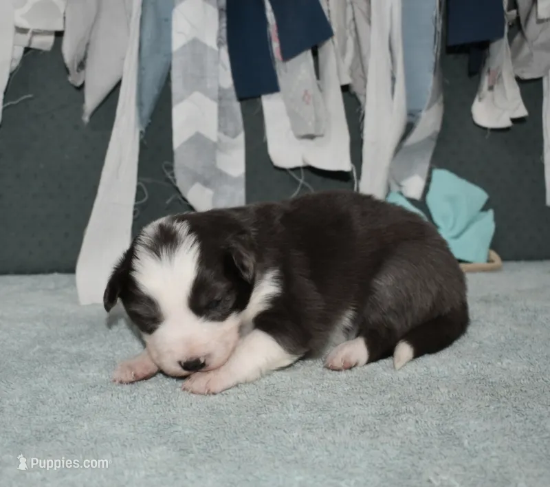 AZ-Zena (tweed/slate merle) – Border Collie puppy for sale in Show Low, AZ