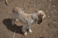 Gage-red tipped sable, a male English Springer Spaniel for sale in Show Low, AZ – 8 of 10
