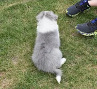 AZ-Dusty (LILAC Merle), a male Border Collie for sale in Show Low, AZ – 2 of 7