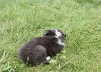 AZ-Zena (tweed/slate merle), a female Border Collie for sale in Show Low, AZ – 2 of 9