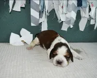 AZ Penny (white), a female English Springer Spaniel for sale in Show Low, AZ – 3 of 9