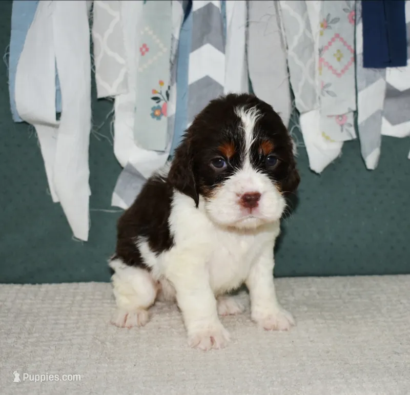 AZ Abigail (olive green) – English Springer Spaniel puppy for sale in Show Low, AZ