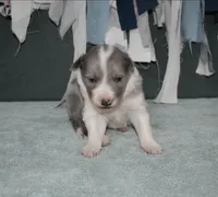 AZ-Dusty (LILAC Merle), a male Border Collie for sale in Show Low, AZ – 2 of 10