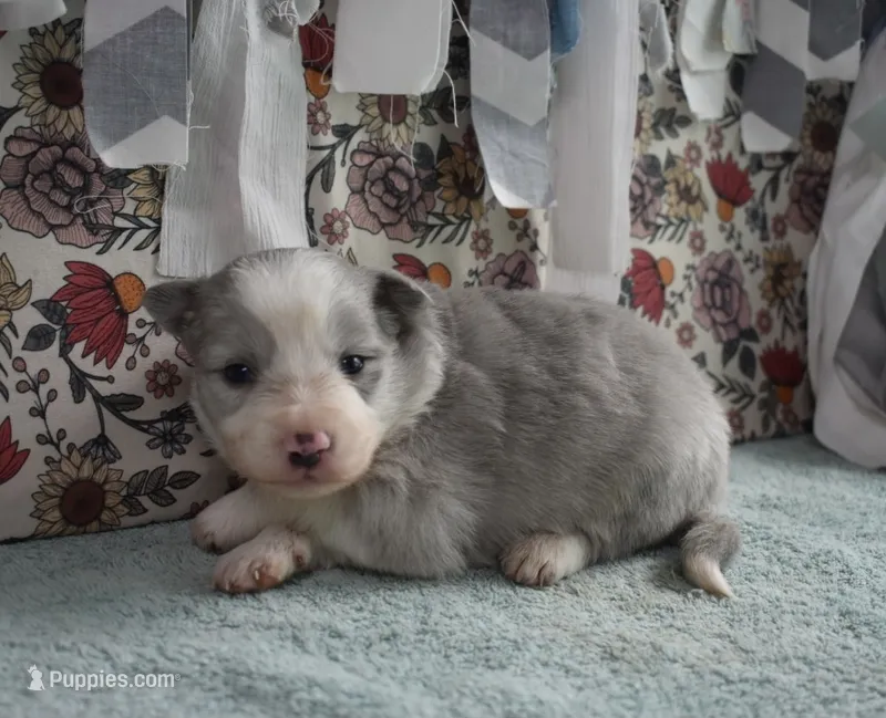AZ-Hank (LILAC) – Border Collie puppy for sale in Show Low, AZ