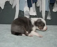 AZ-Jett (blue merle), a male Border Collie for sale in Show Low, AZ – 3 of 10