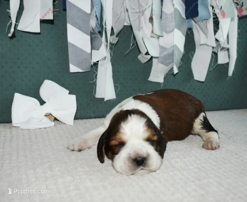 AZ Penny (white) – English Springer Spaniel puppy for sale in Show Low, AZ