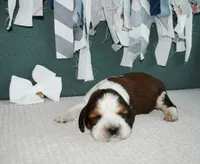 AZ Penny (white), a female English Springer Spaniel for sale in Show Low, AZ – 1 of 9