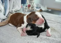 Gage-red tipped sable, a male English Springer Spaniel for sale in Show Low, AZ – 2 of 10