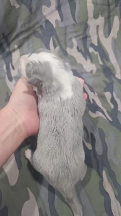 AZ-Doc (LILAC TRI), a male Border Collie for sale in Show Low, AZ – 2 of 6