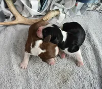 Gunner-Blk Tri, a male English Springer Spaniel for sale in Show Low, AZ – 3 of 9