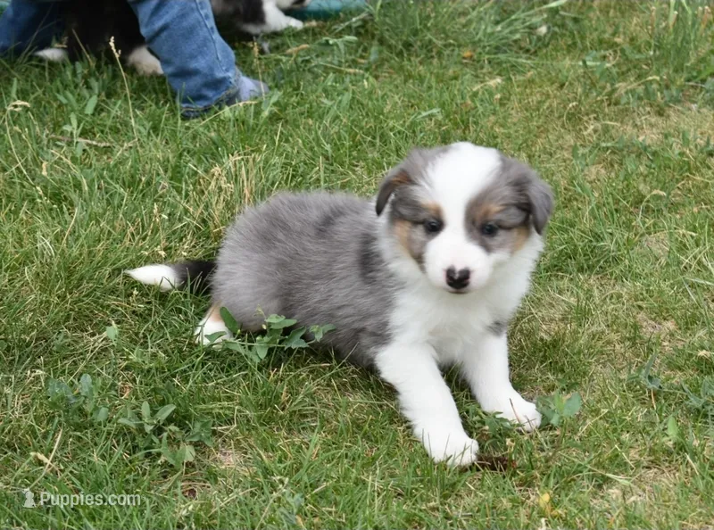 AZ-Jett (blue merle) – Border Collie puppy for sale in Show Low, AZ