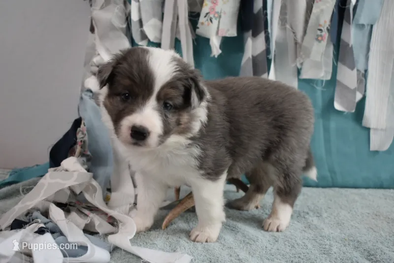 AZ-Rivers – Border Collie puppy for sale in Show Low, AZ