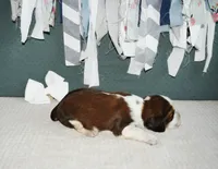 AZ Penny (white), a female English Springer Spaniel for sale in Show Low, AZ – 5 of 9
