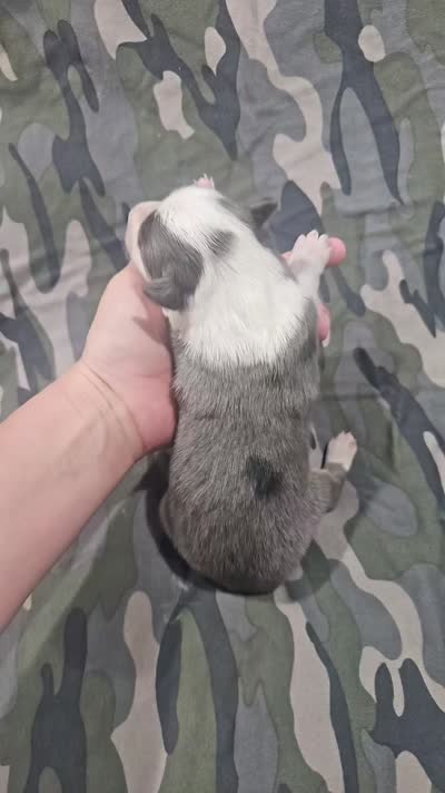 AZ-Jett (blue merle), a male Border Collie for sale in Show Low, AZ – 9 of 10