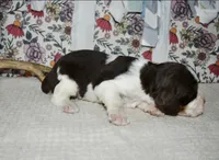 AZ Abigail (olive green), a female English Springer Spaniel for sale in Show Low, AZ – 5 of 9