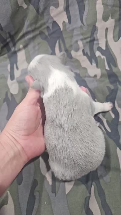 AZ-Hank (LILAC), a male Border Collie for sale in Show Low, AZ – 2 of 6