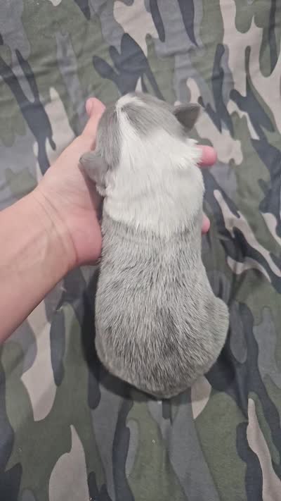 AZ-Dusty (LILAC Merle), a male Border Collie for sale in Show Low, AZ – 9 of 10