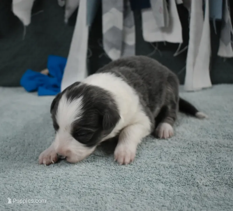 AZ-Jules (blue/white) – Border Collie puppy for sale in Show Low, AZ
