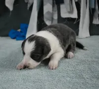 AZ-Jules (blue/white), a female Border Collie for sale in Show Low, AZ – 1 of 10