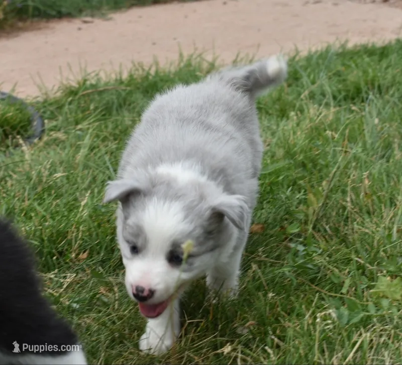 AZ-Hank (LILAC) – Border Collie puppy for sale in Show Low, AZ
