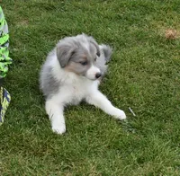 AZ-Dusty (LILAC Merle), a male Border Collie for sale in Show Low, AZ – 3 of 7
