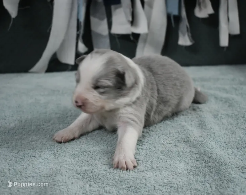 AZ-Hank (LILAC) – Border Collie puppy for sale in Show Low, AZ
