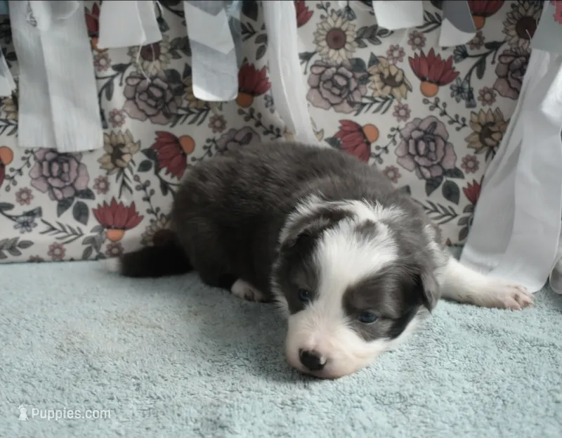 AZ-Zena (tweed/slate merle) – Border Collie puppy for sale in Show Low, AZ