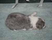 AZ-Dusty (LILAC Merle), a male Border Collie for sale in Show Low, AZ – 6 of 10