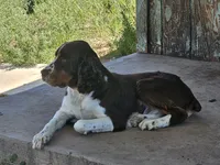 Gage-red tipped sable, a male English Springer Spaniel for sale in Show Low, AZ – 5 of 10