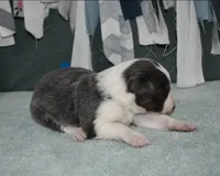 AZ-Jules (blue/white), a female Border Collie for sale in Show Low, AZ – 4 of 10