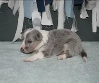 AZ-Dusty (LILAC Merle), a male Border Collie for sale in Show Low, AZ – 4 of 10