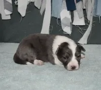 AZ-Rivers, a male Border Collie for sale in Show Low, AZ – 3 of 10