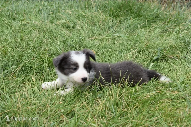 AZ-Zena (tweed/slate merle) – Border Collie puppy for sale in Show Low, AZ