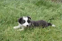 AZ-Zena (tweed/slate merle), a female Border Collie for sale in Show Low, AZ – 1 of 9