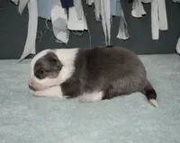 AZ-Jett (blue merle), a male Border Collie for sale in Show Low, AZ – 4 of 10