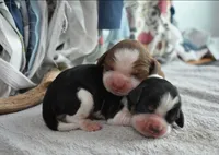 Gunner-Blk Tri, a male English Springer Spaniel for sale in Show Low, AZ – 2 of 9