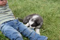 AZ-Zena (tweed/slate merle), a female Border Collie for sale in Show Low, AZ – 5 of 9