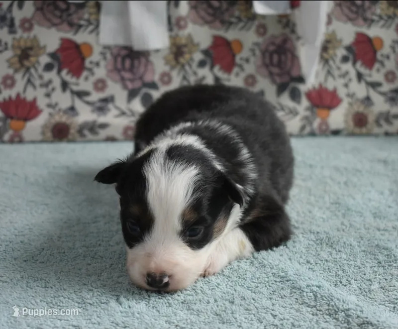 AZ-Queen (black tri) – Border Collie puppy for sale in Show Low, AZ