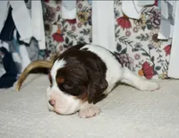AZ Abigail (olive green), a female English Springer Spaniel for sale in Show Low, AZ – 2 of 9