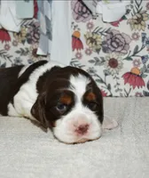 AZ Abigail (olive green), a female English Springer Spaniel for sale in Show Low, AZ – 1 of 9